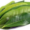 Jamaican organic Air-Dried pimento leaves