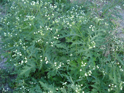 Whitehead Bush