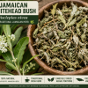 Jamaican Whitehead Bush Asclepias nivea herb