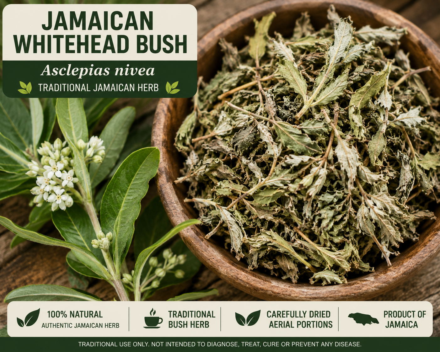 Whitehead Bush Jamaican Whitehead Bush Asclepias nivea herb