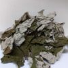 Trumpet leaves #jamrockmart